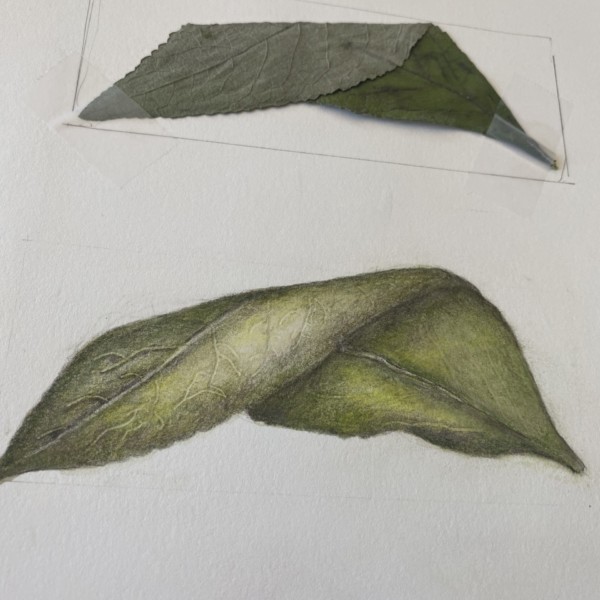 folded leaf exercise