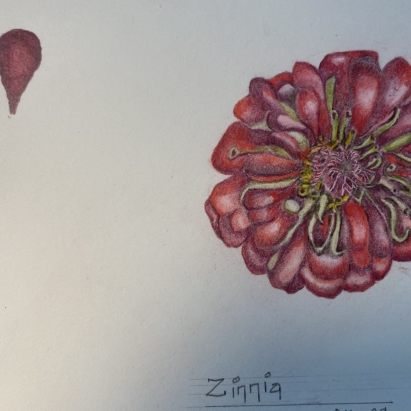Zinnia