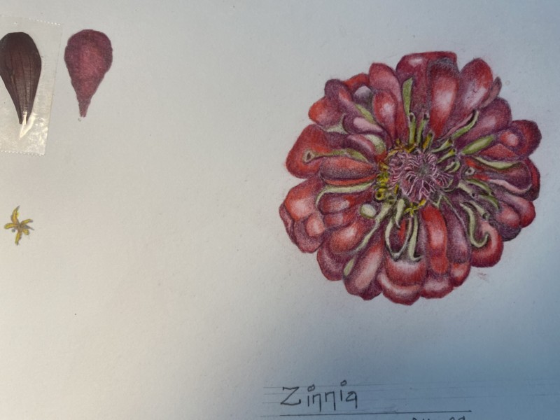 zinnia