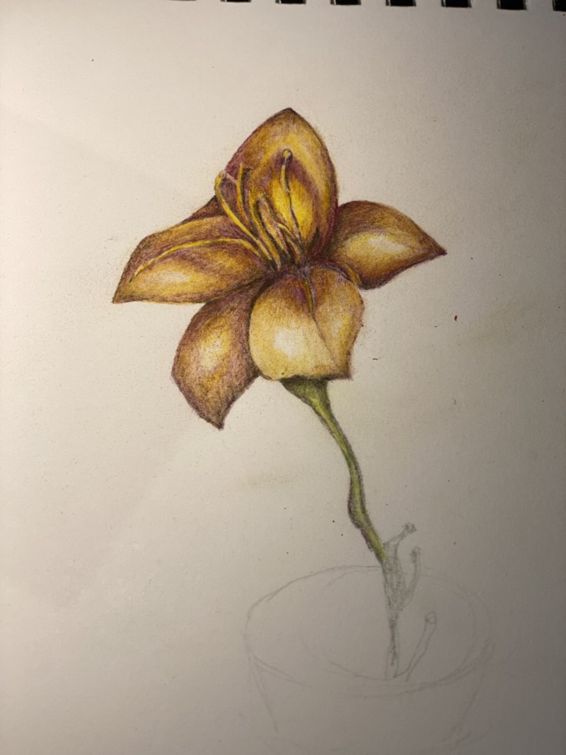 redo-of-lily