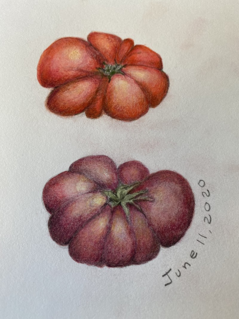 retry-of-tomato-2