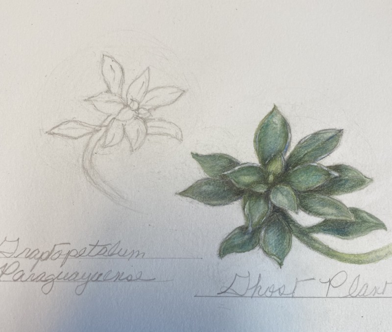 ghost-plant