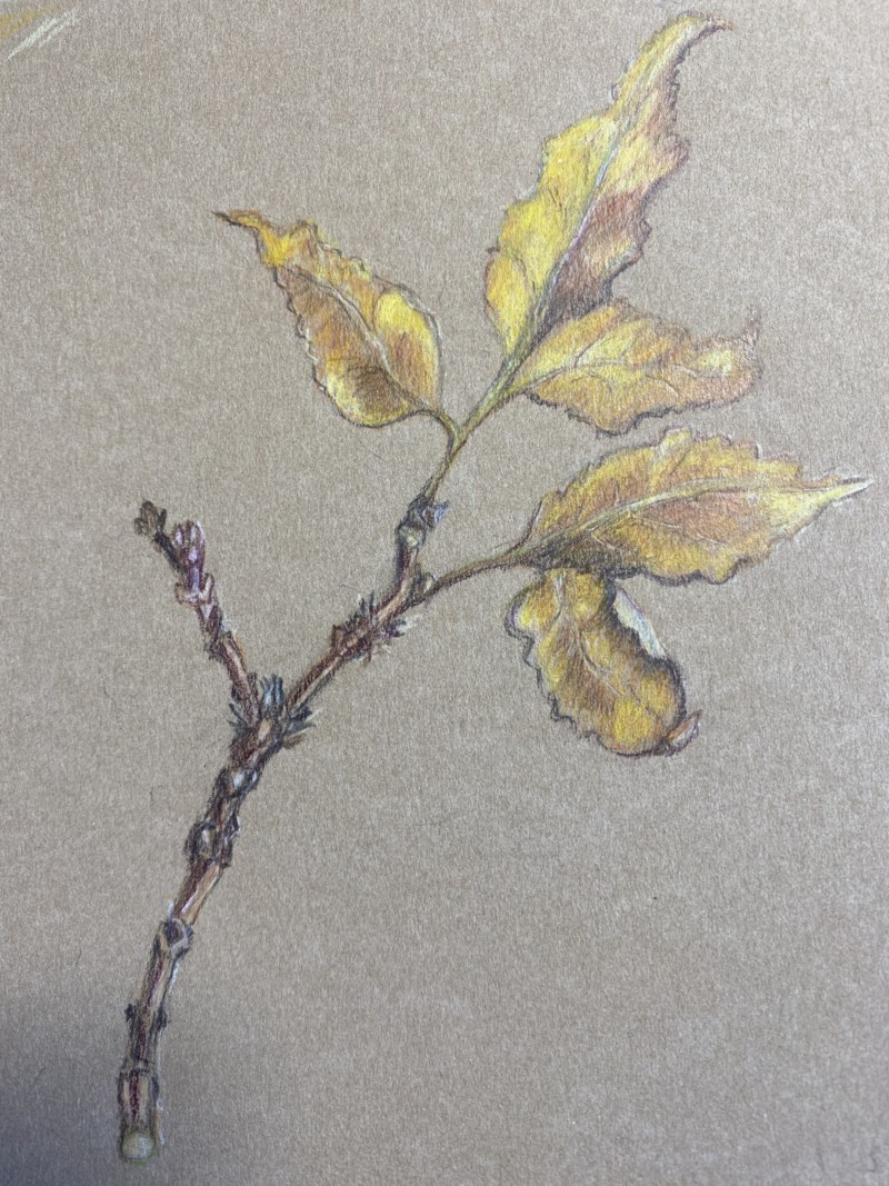 fall-leaves-ash