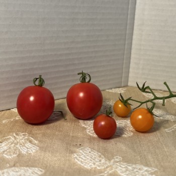 tomatos-7-2022