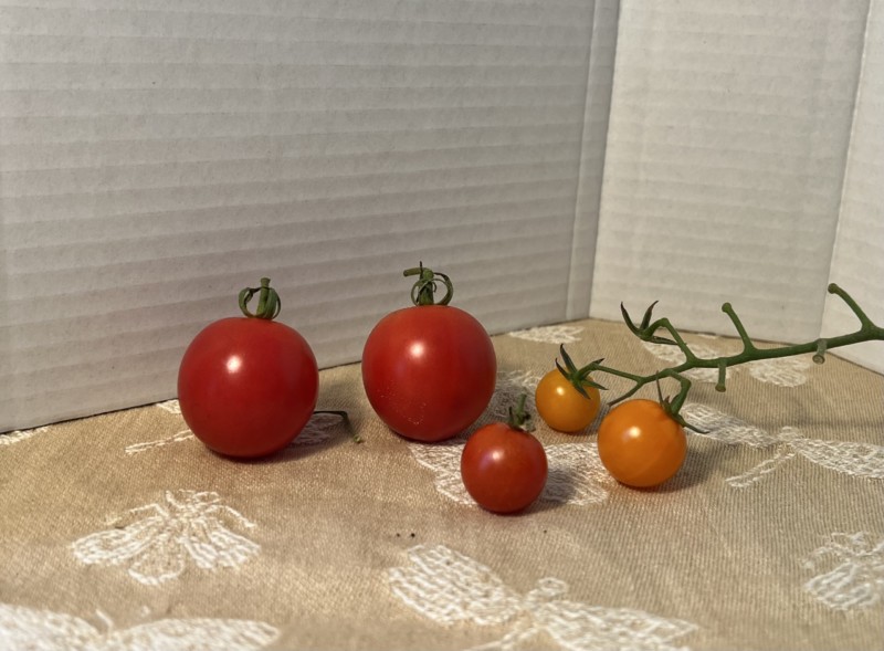 tomatos-7-2022