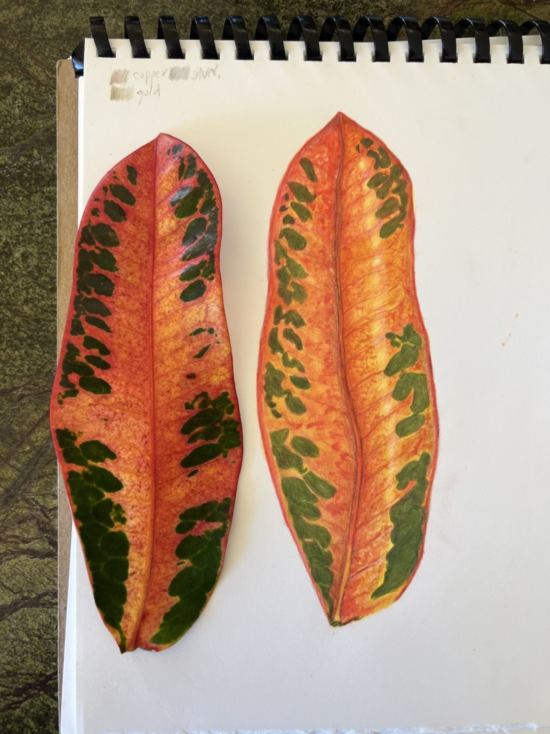 variegated-croton