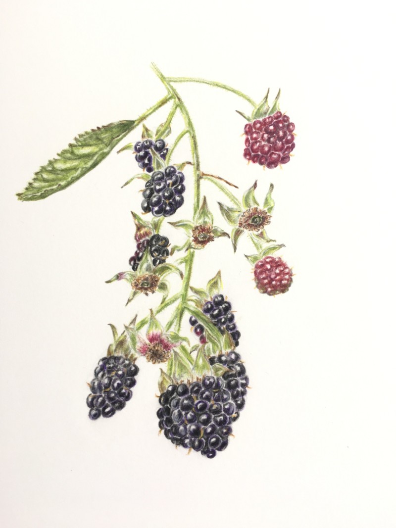 blackberries-drawn-from-a-photo