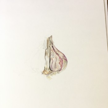 garlic-in-progress