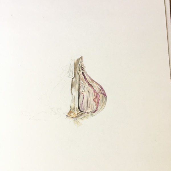 Garlic in progress