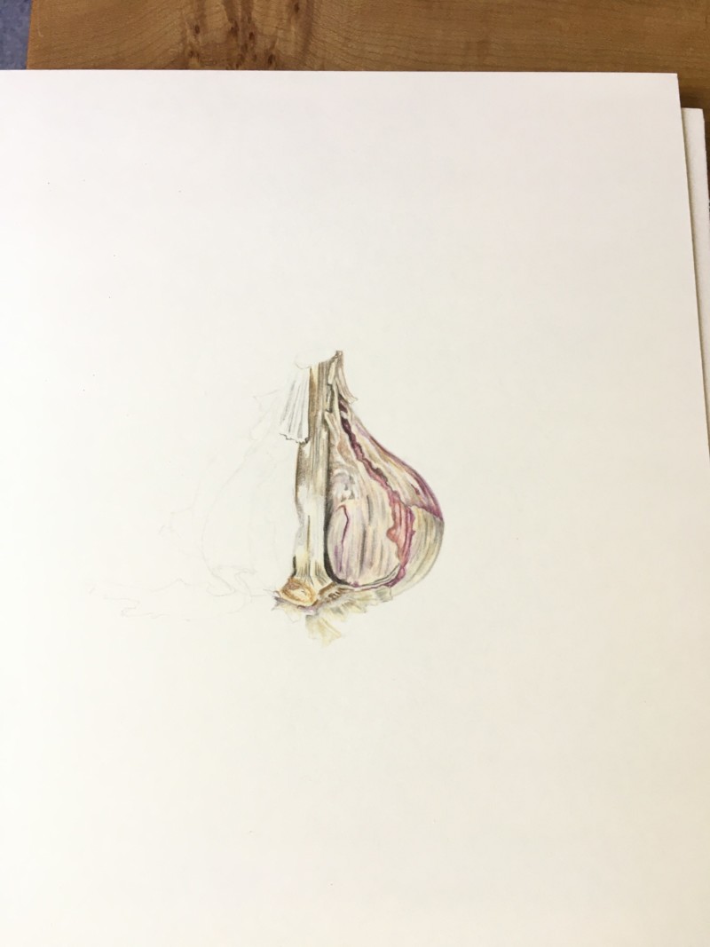 garlic-in-progress