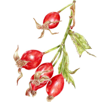 rosehips-3