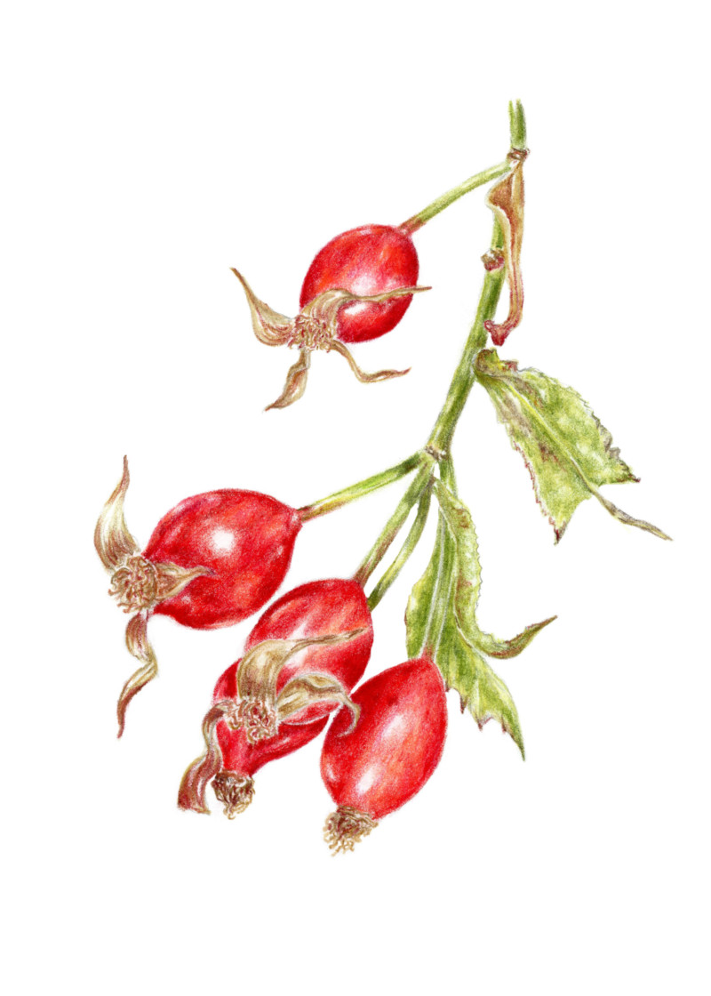 rosehips-3