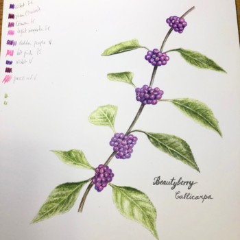 beautyberry