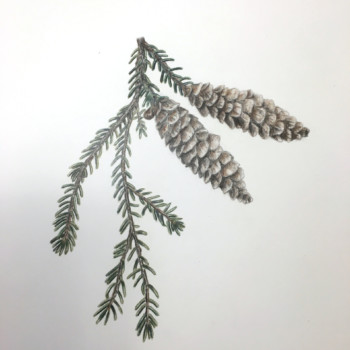 conifer-branch