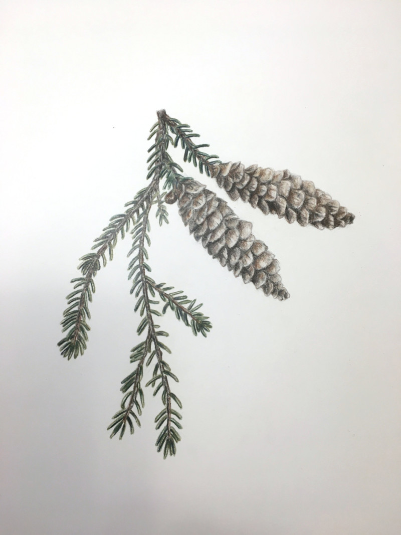 conifer-branch