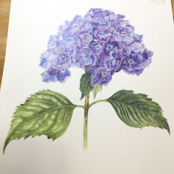 finished hydrangea