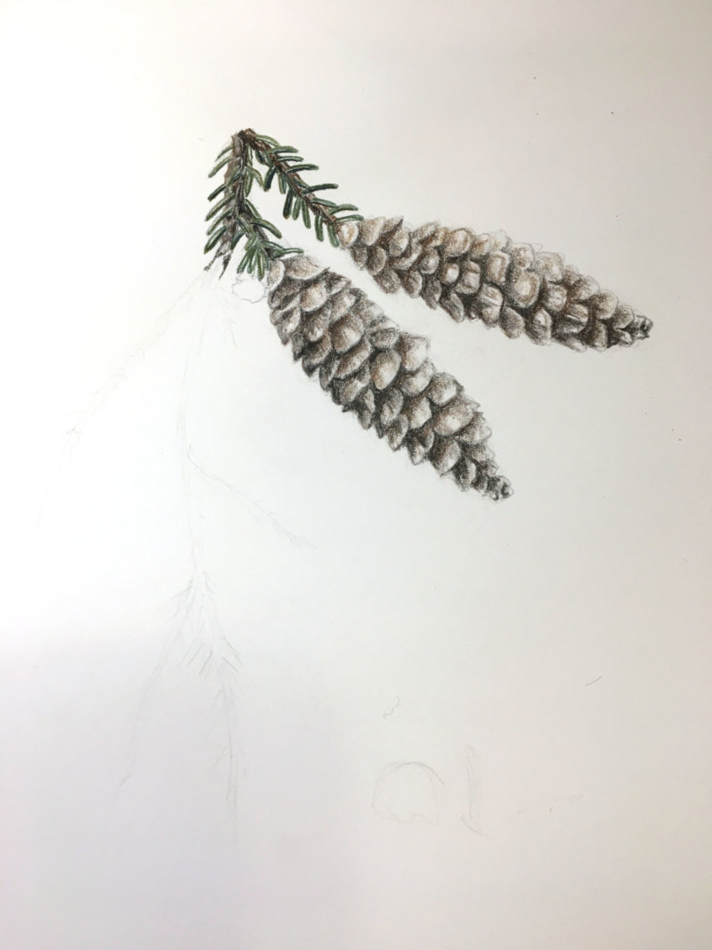 conifer