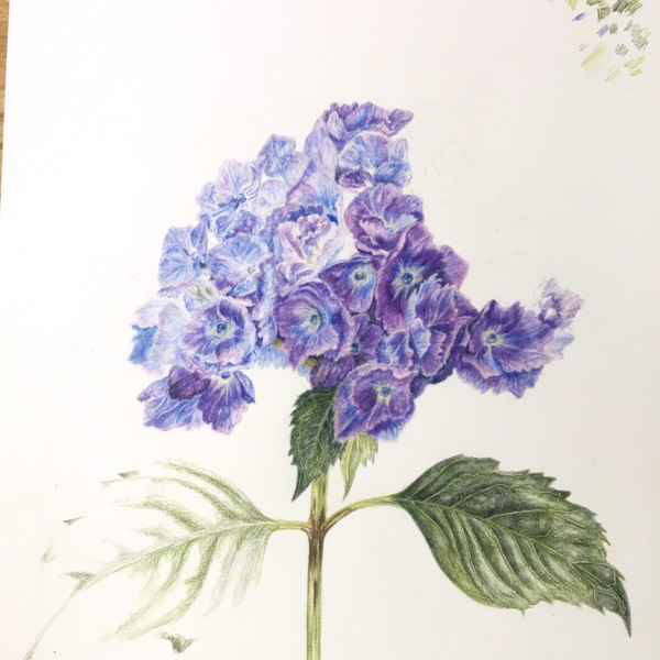 hydrangea