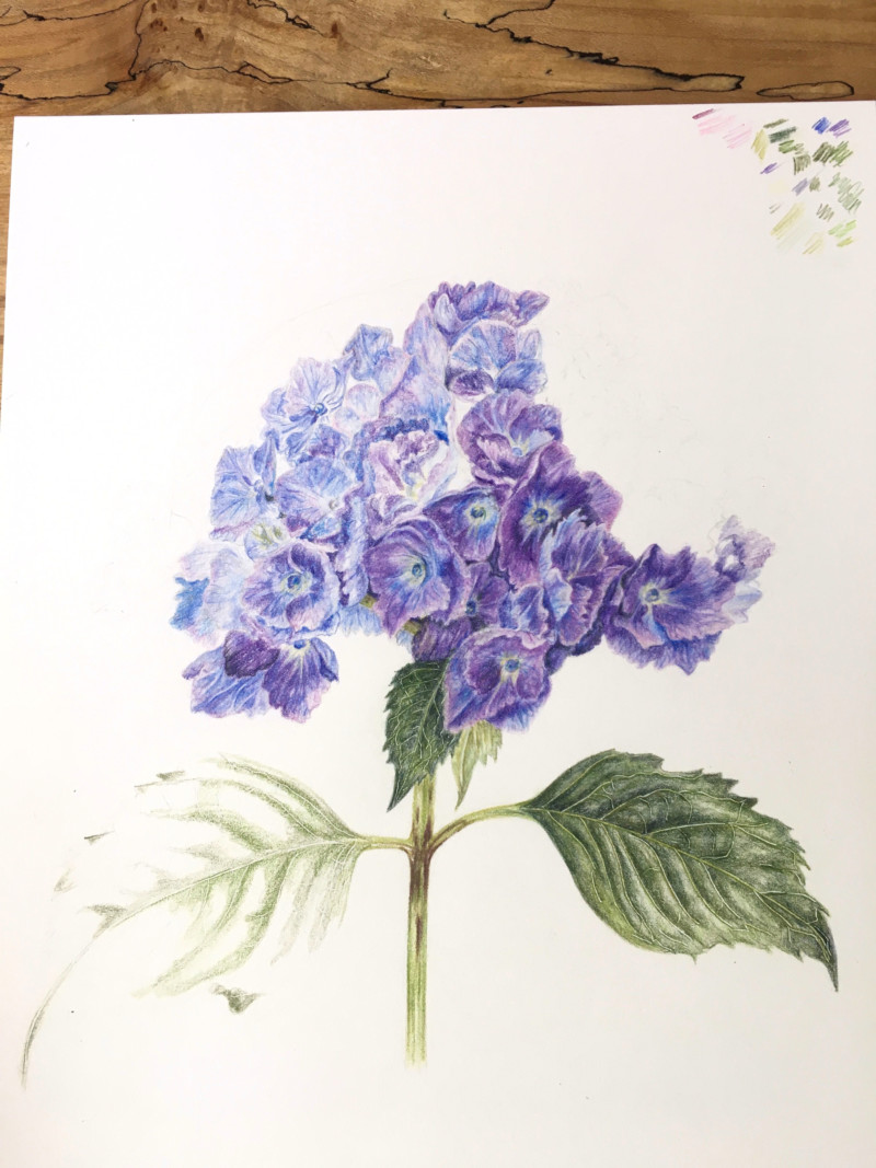 hydrangea-3