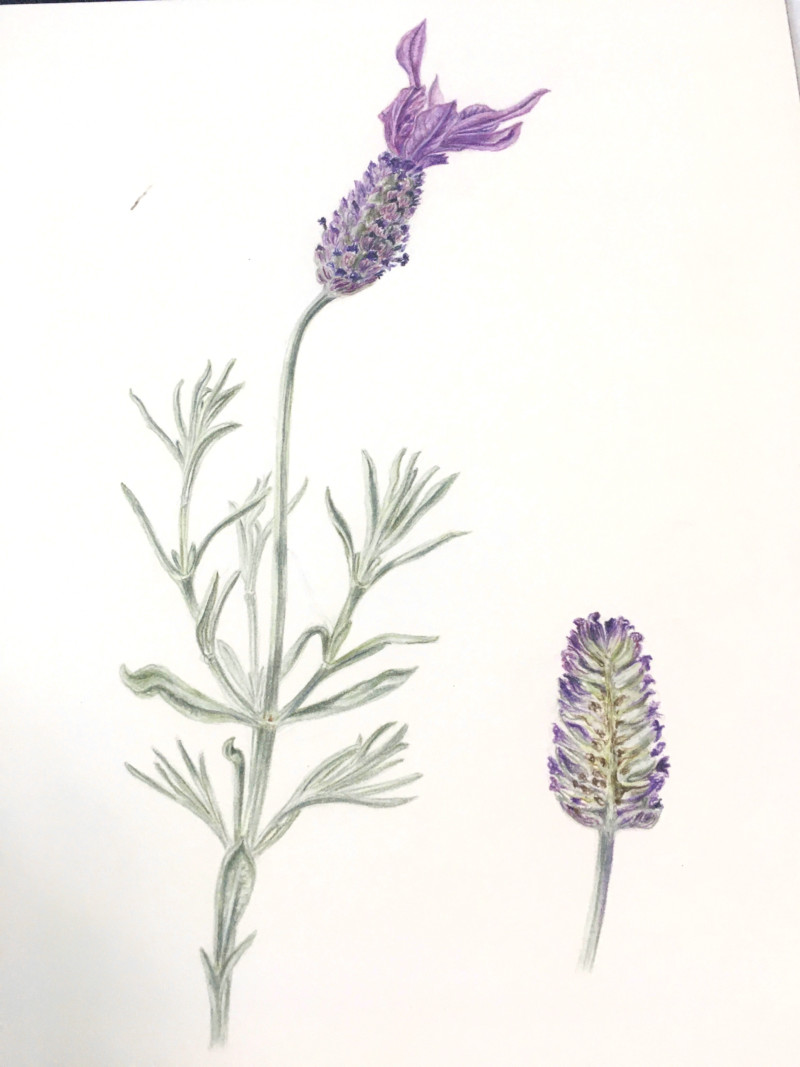 lavender_detail