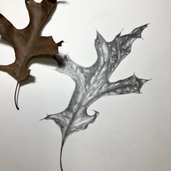 leaf_drawing