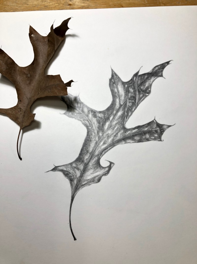 leaf_drawing