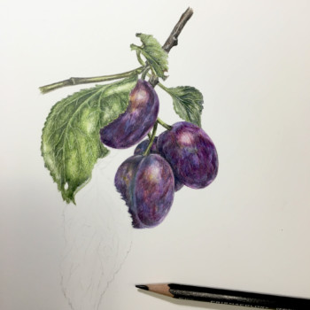 purple-plums-2