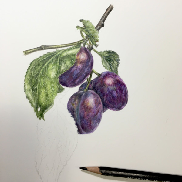 Purple plums