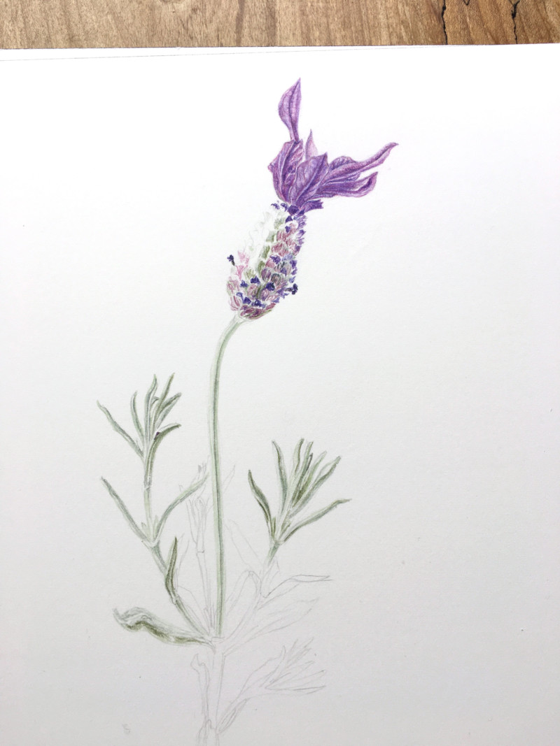 spanish-lavender
