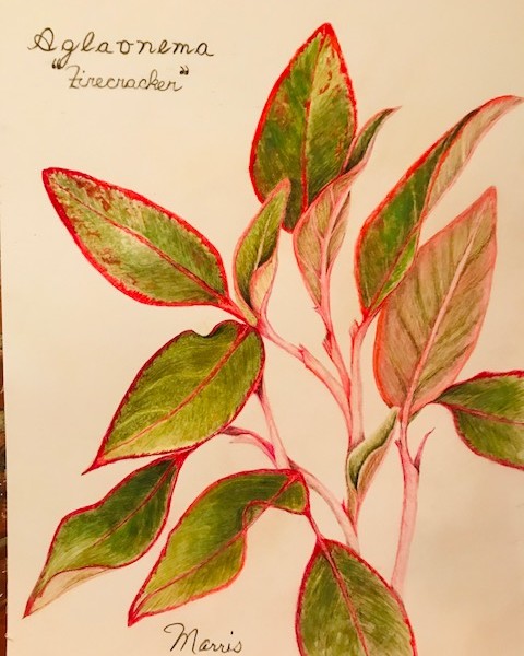 Aglaonema - firecracker