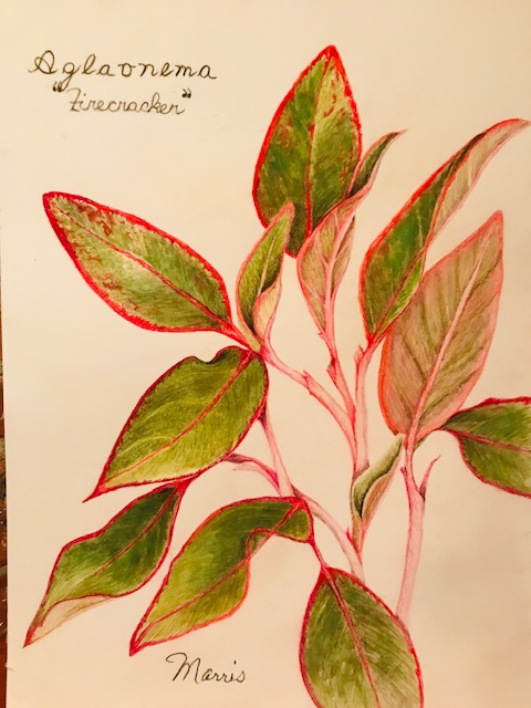 aglaonema-firecracker-2