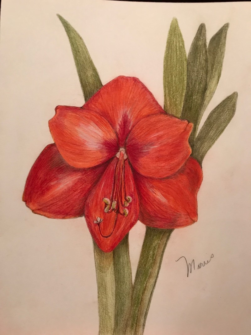 amaryllis-drawing