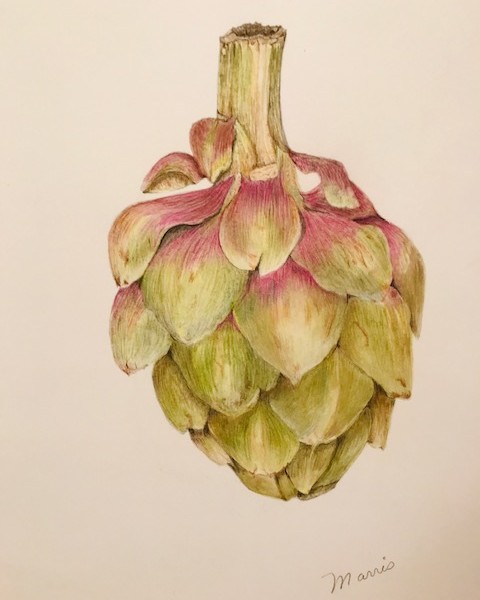 Artichoke final drawing