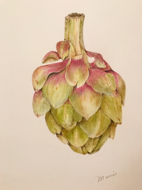 artichoke-final-drawing