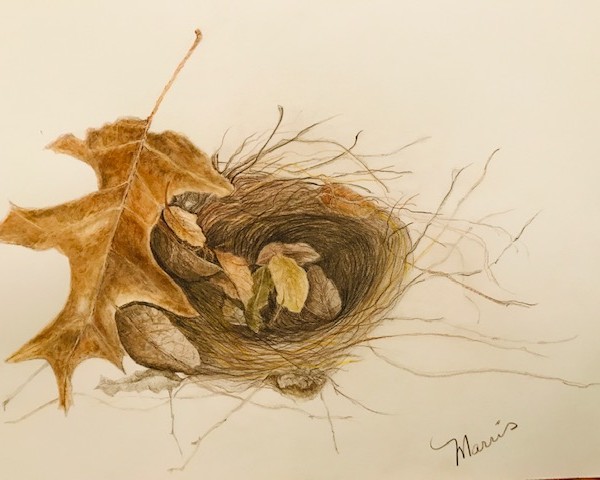 Bird's Nest with added toning