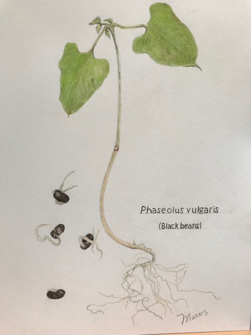 black-beans-sprouting