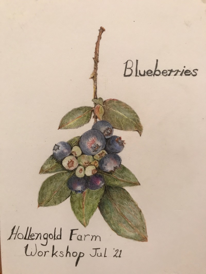 blueberries-hollengold-farm