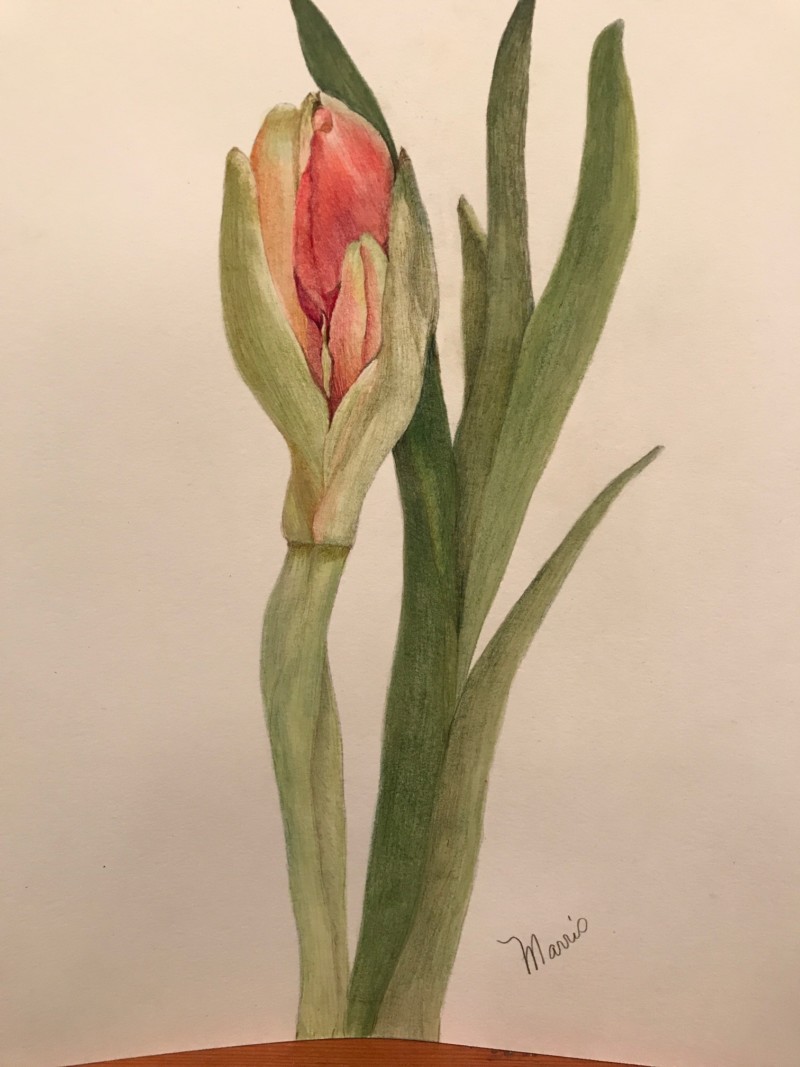 budding-amaryllis-drawing