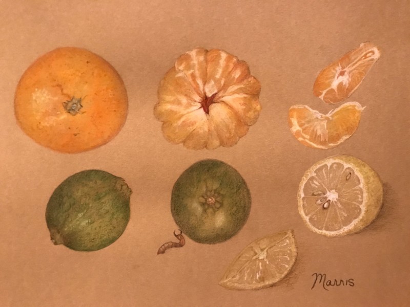 citrus-fruits-final-drawing