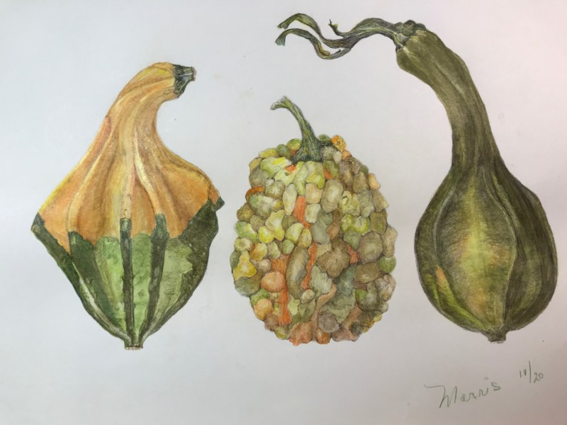 comical-gourds-final-drawing