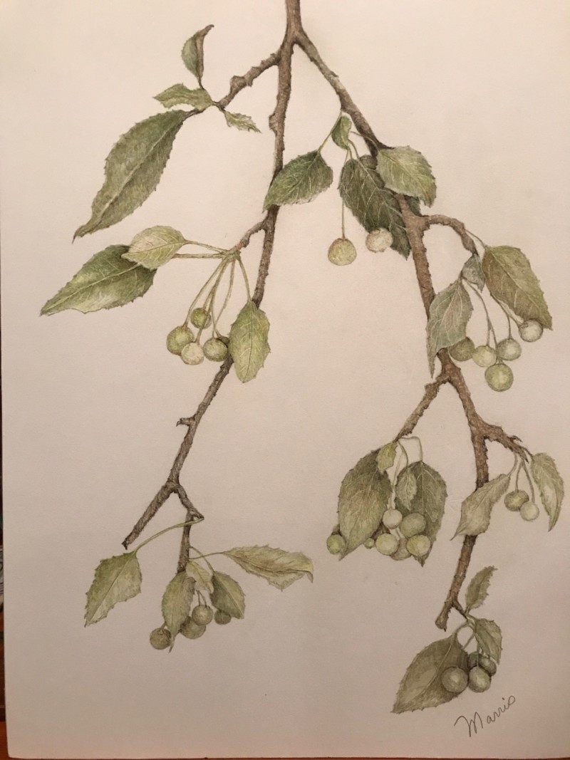 crabapple-tree-branch