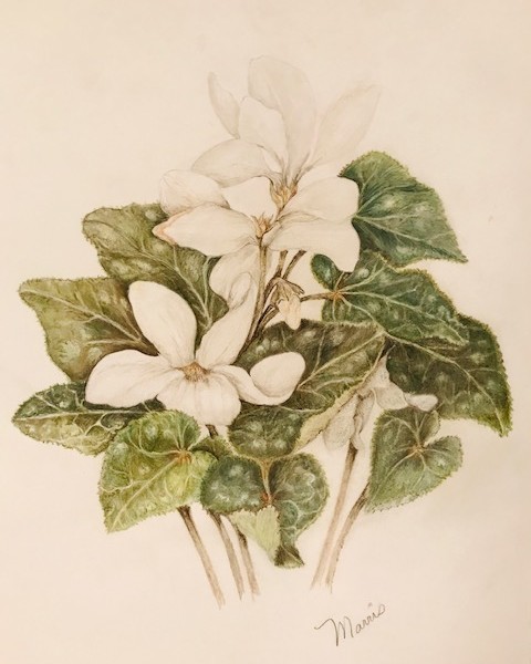 Cyclamen with added toning