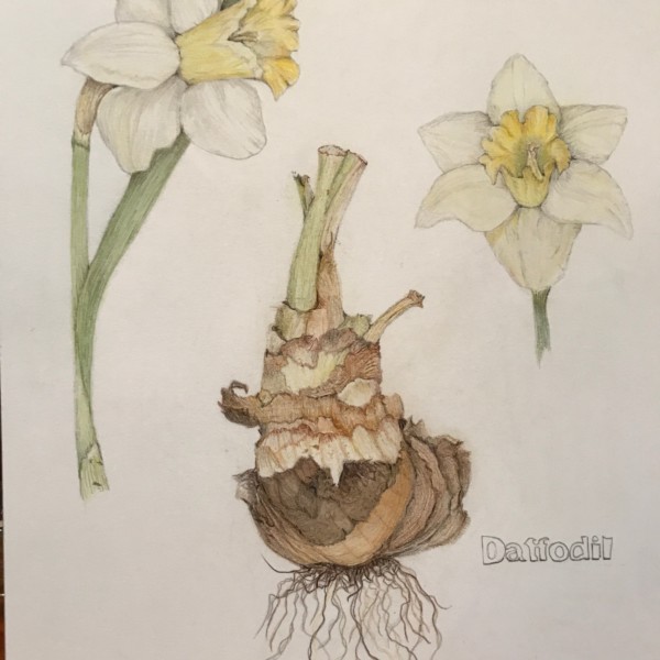 Daffodils final drawing