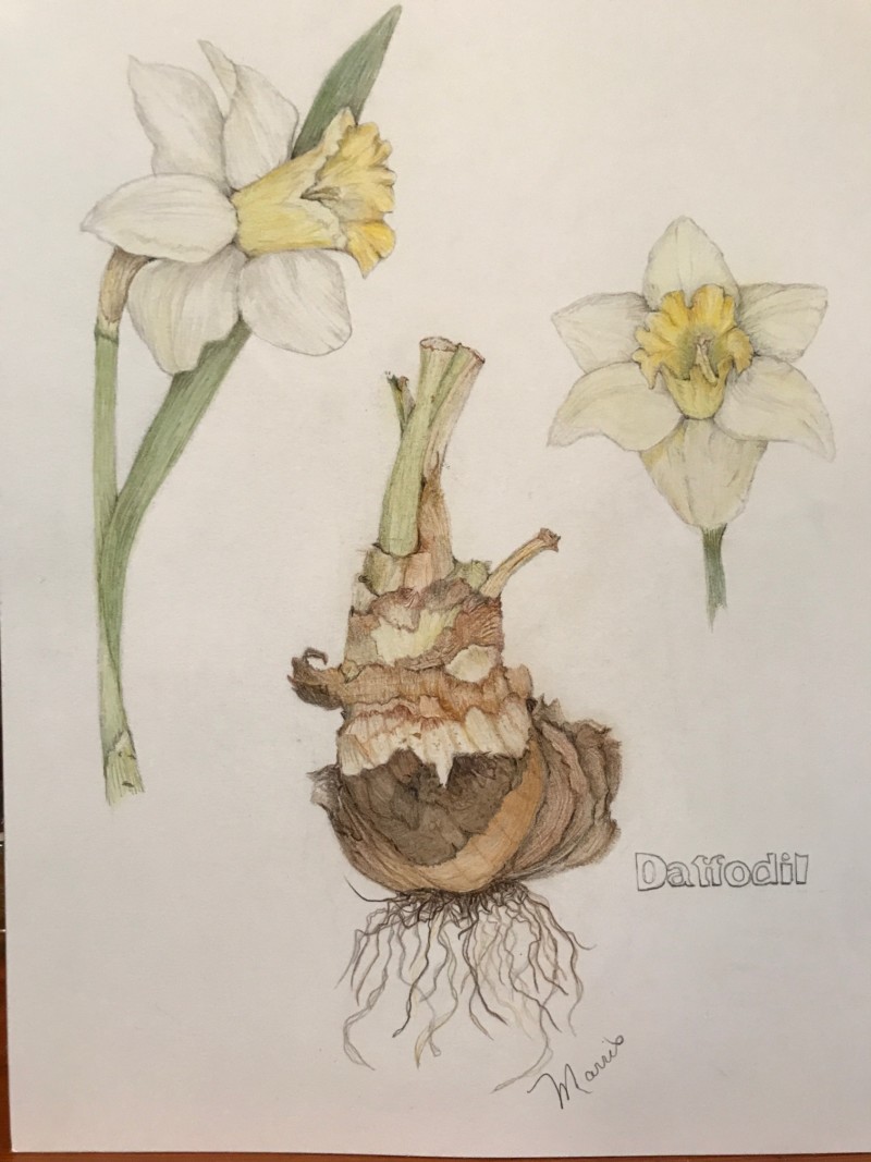 daffodils-final-drawing-2