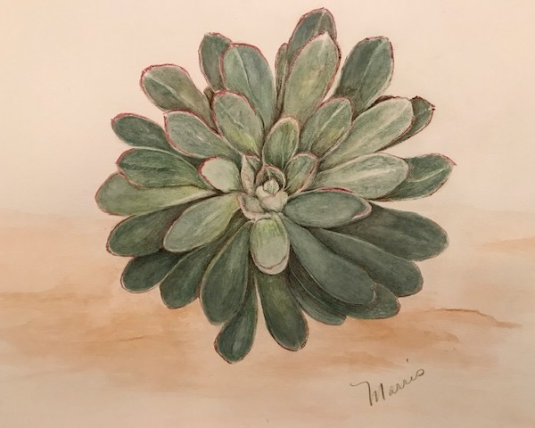 Echeveria with added shadows and toning