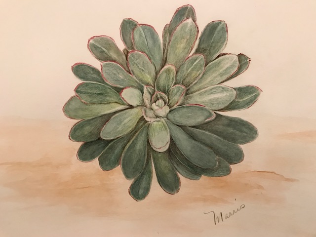 echeveria-with-added-shadows-and-toning
