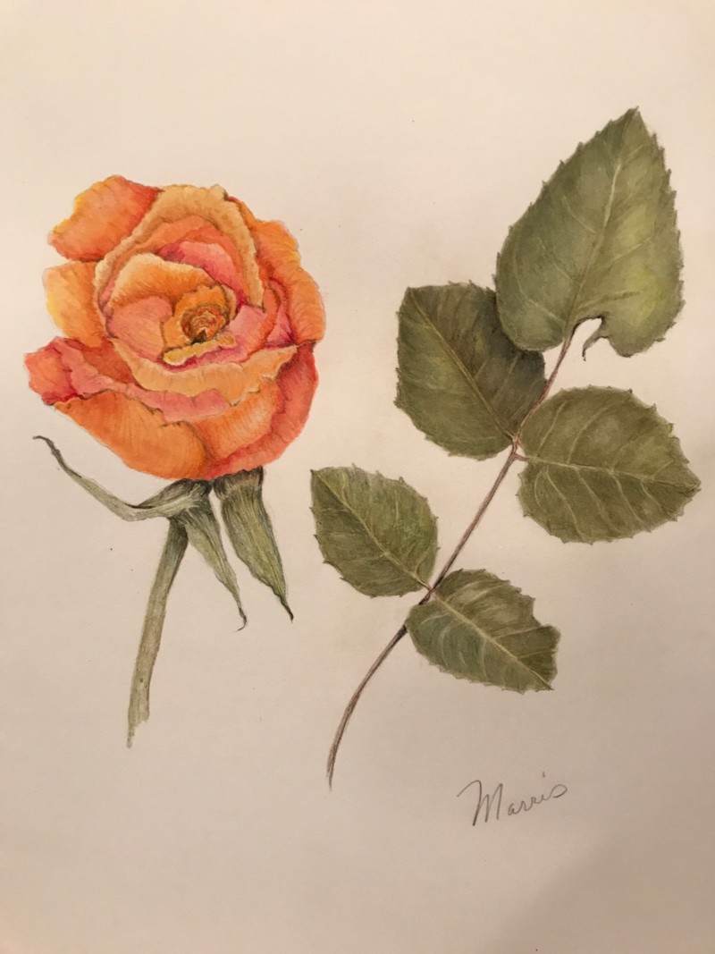 final-coral-rose