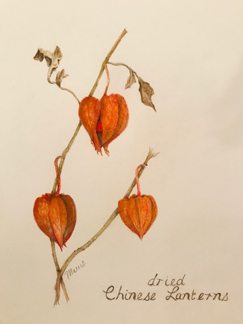 final-dried-chinese-lanterns