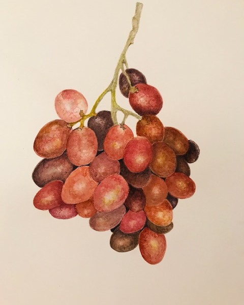 Holiday Red Grapes