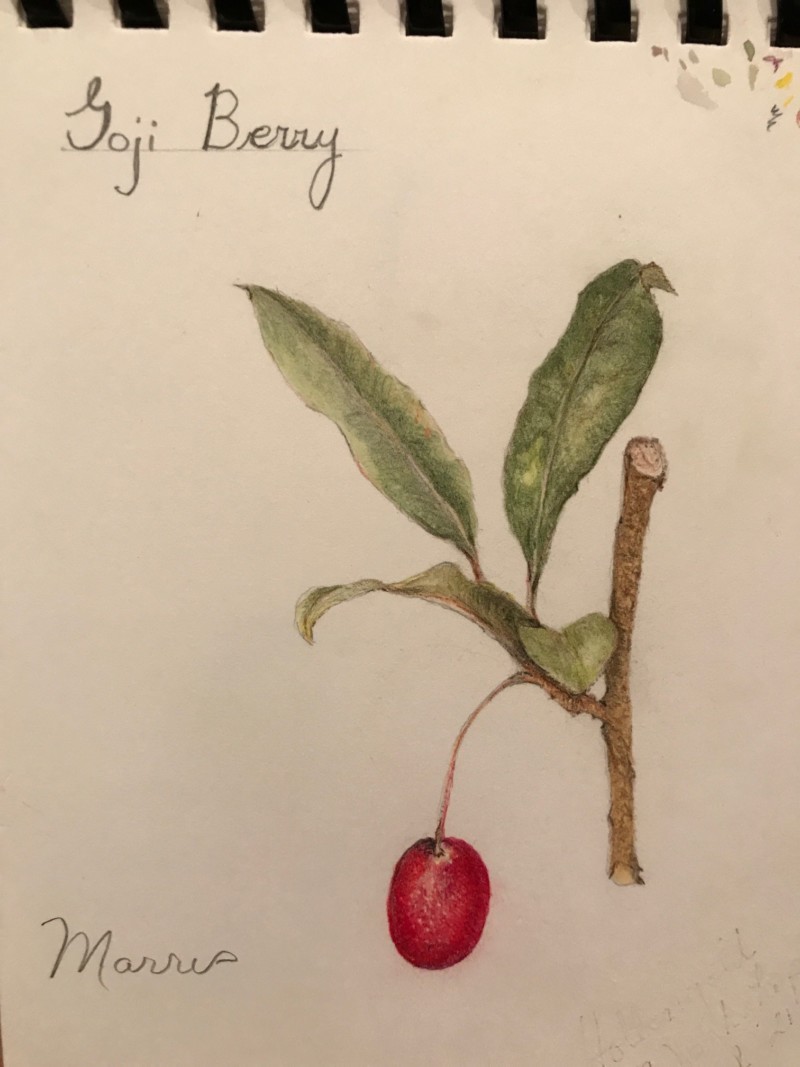 hollengold-workshop-goji-berry